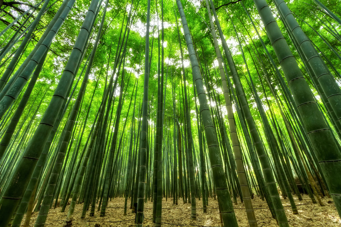 A poem dedicated to Bamboo